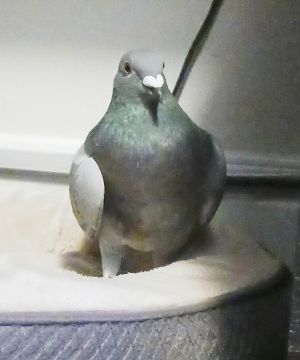 Paprika w/ Pandora Pigeon Bird