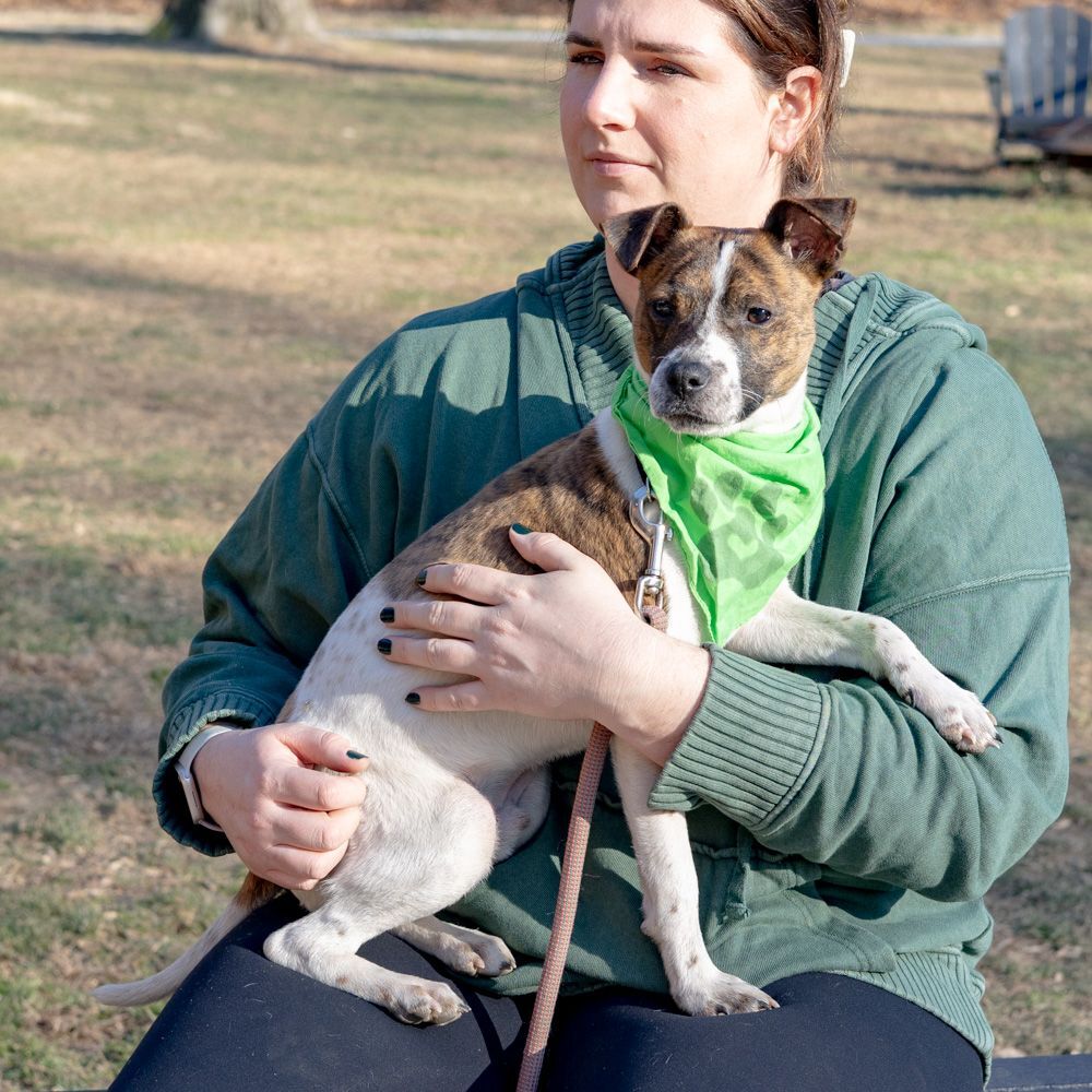 can a rat terrier live in guinea