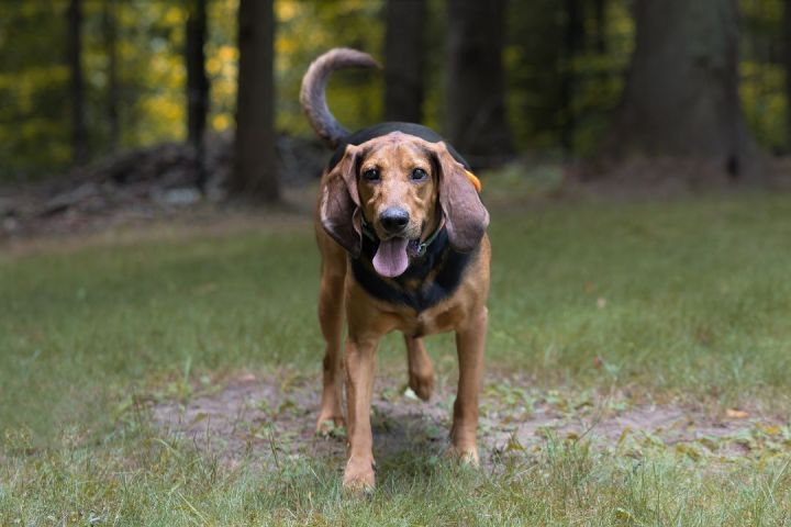 let Snor Rytmisk Dog for adoption - Elderberry , a Coonhound & Bloodhound Mix in Colborne,  ON | Petfinder