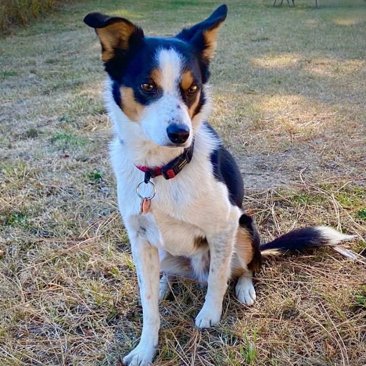 Border collie sale rat terrier mix