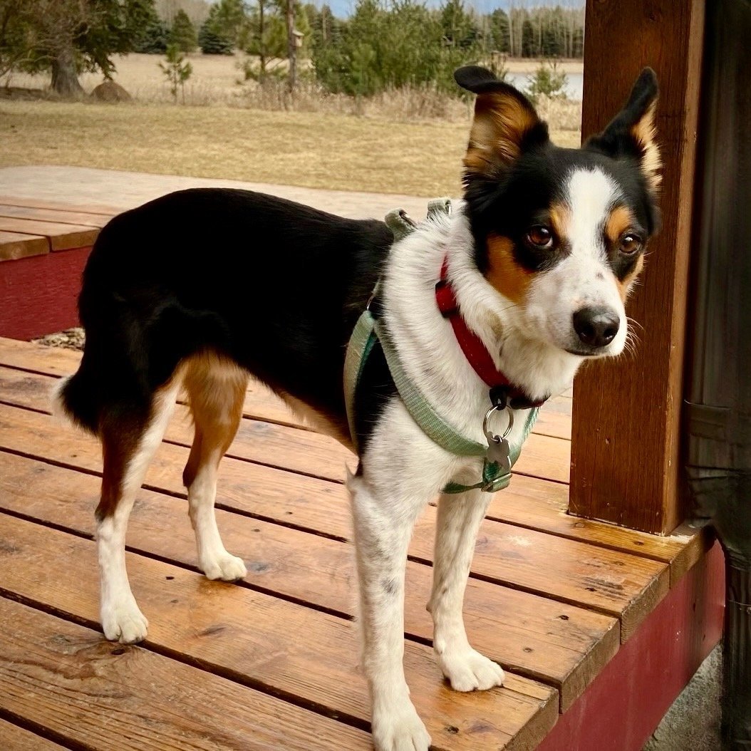 Buddy (ID), an adoptable Border Collie, Rat Terrier in Naples, ID, 83847 | Photo Image 1