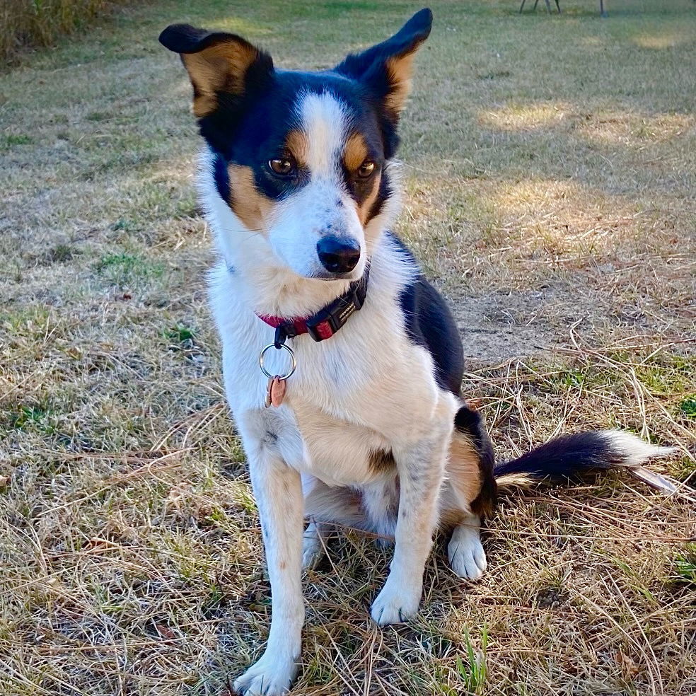 Buddy (ID), an adoptable Border Collie, Rat Terrier in Naples, ID, 83847 | Photo Image 1