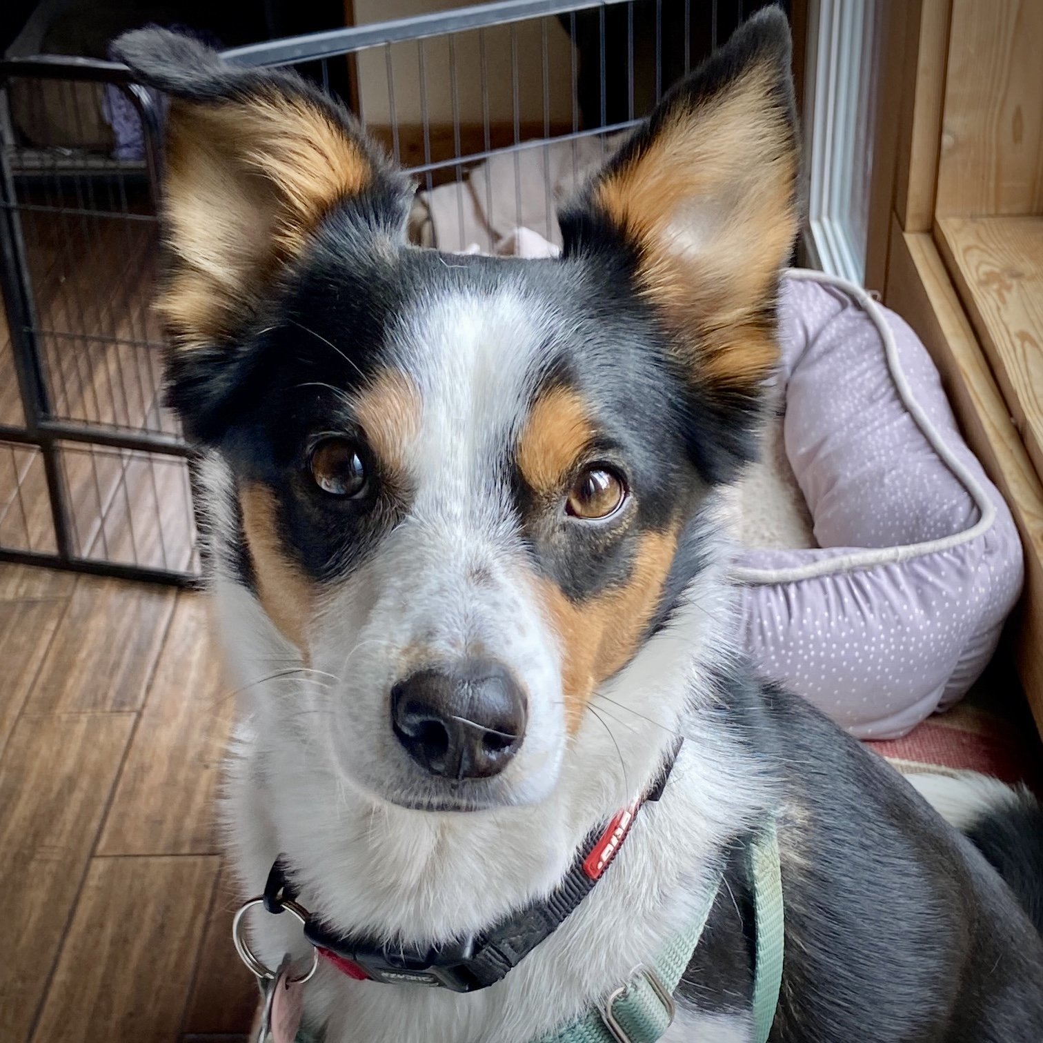 Buddy (ID), an adoptable Border Collie, Rat Terrier in Naples, ID, 83847 | Photo Image 2
