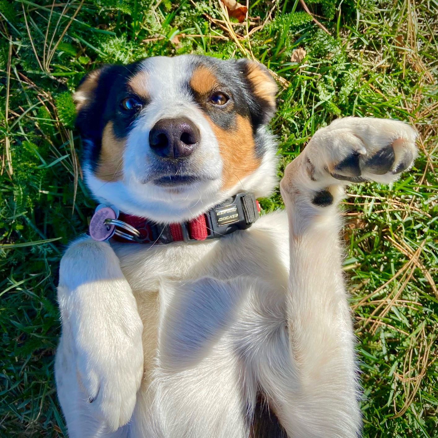 Buddy (ID), an adoptable Border Collie, Rat Terrier in Naples, ID, 83847 | Photo Image 2