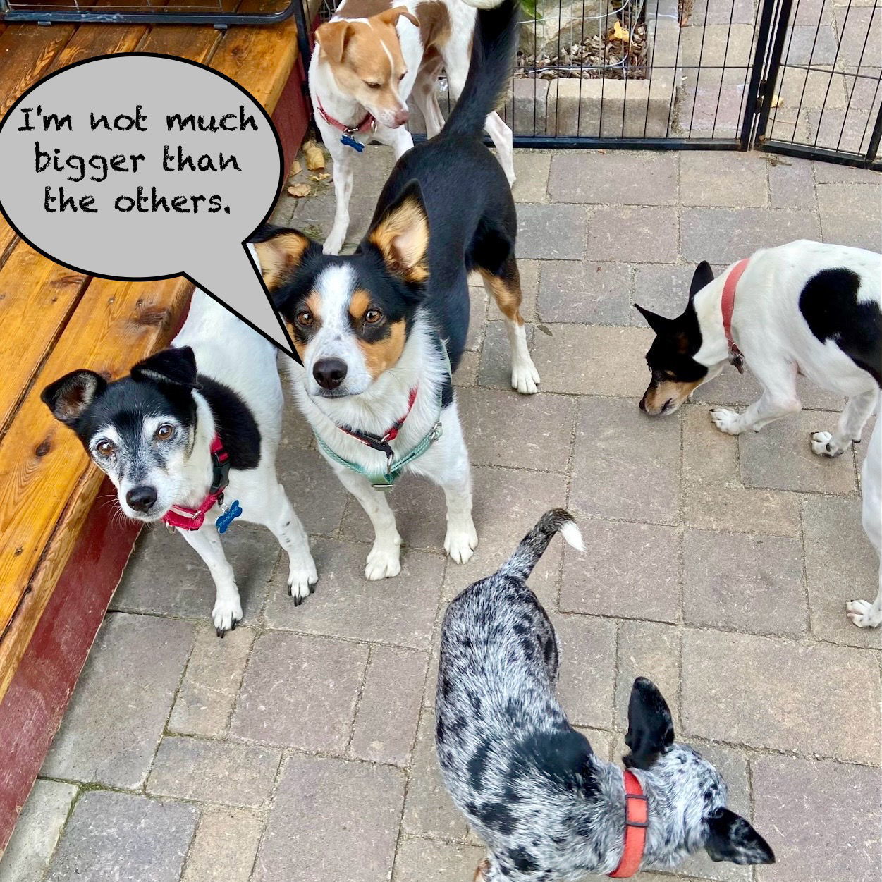 Buddy (ID), an adoptable Border Collie, Rat Terrier in Naples, ID, 83847 | Photo Image 3