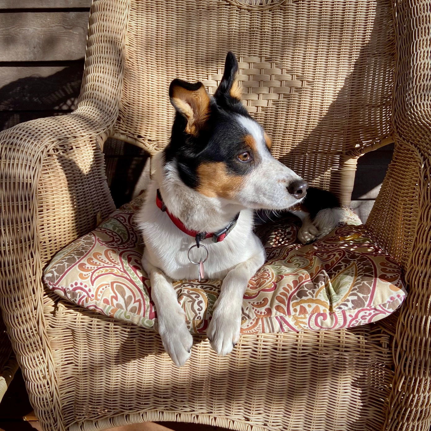 Buddy (ID), an adoptable Border Collie, Rat Terrier in Naples, ID, 83847 | Photo Image 3