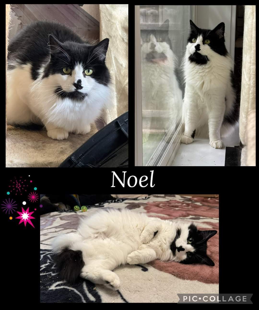 Noel, an adoptable Domestic Long Hair in Twin Falls, ID, 83301 | Photo Image 3