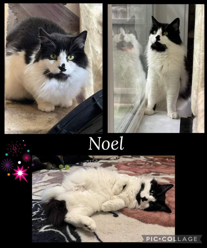 Noel 3