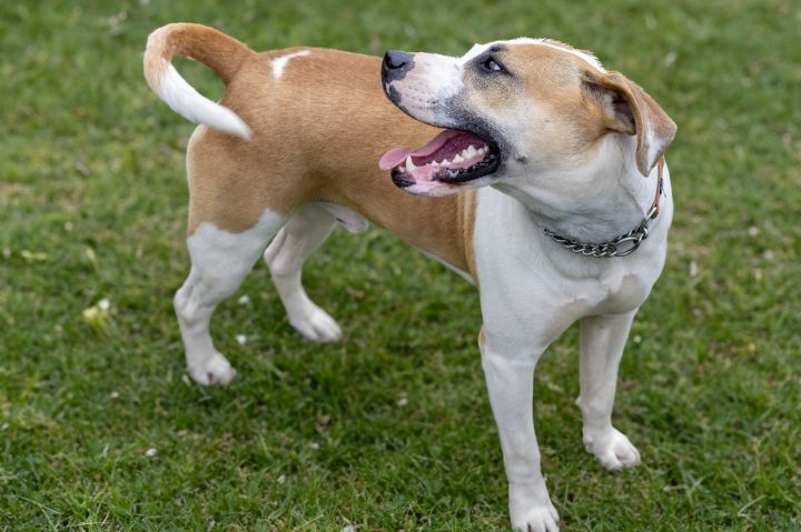 Toby, an adoptable American Staffordshire Terrier Mix in Tyler, TX_image-3