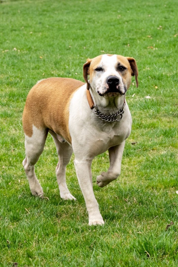 Toby, an adoptable American Staffordshire Terrier Mix in Tyler, TX_image-4