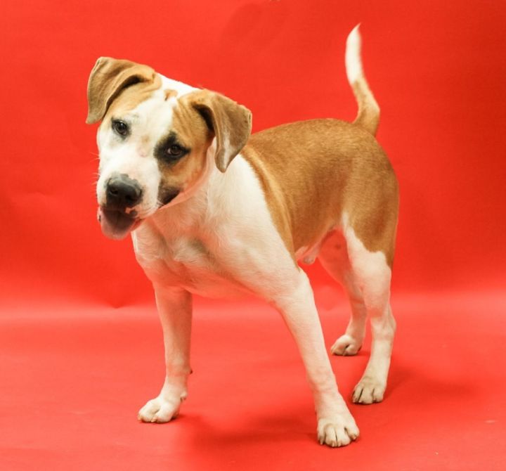 Toby, an adoptable American Staffordshire Terrier Mix in Tyler, TX_image-5