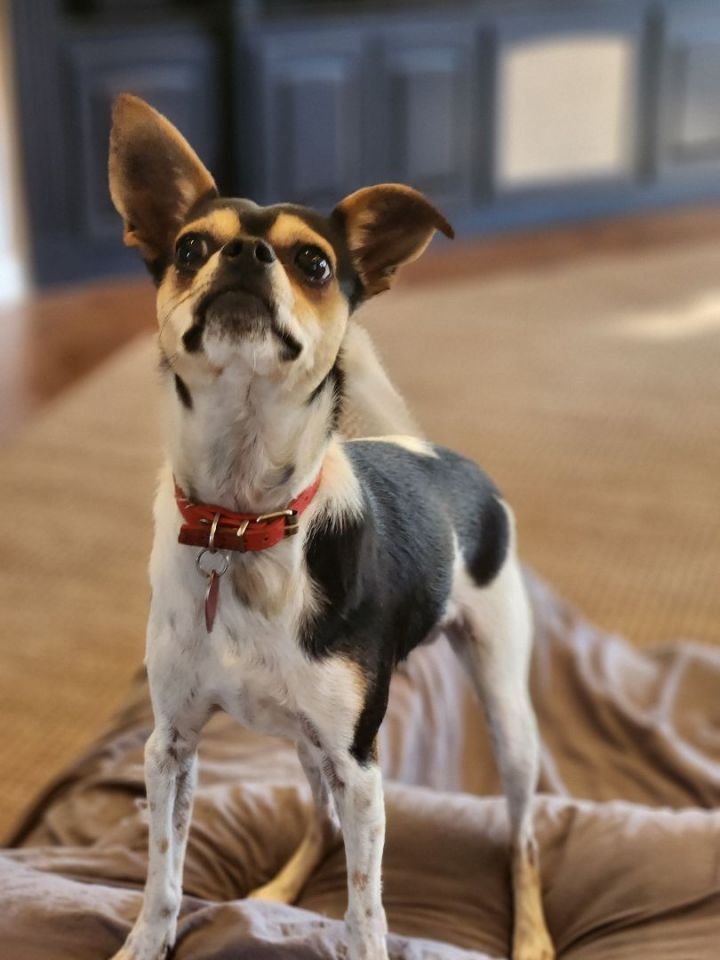 Dog for adoption - Chiquito - R, a Rat Terrier Mix in Richmond, TX ...