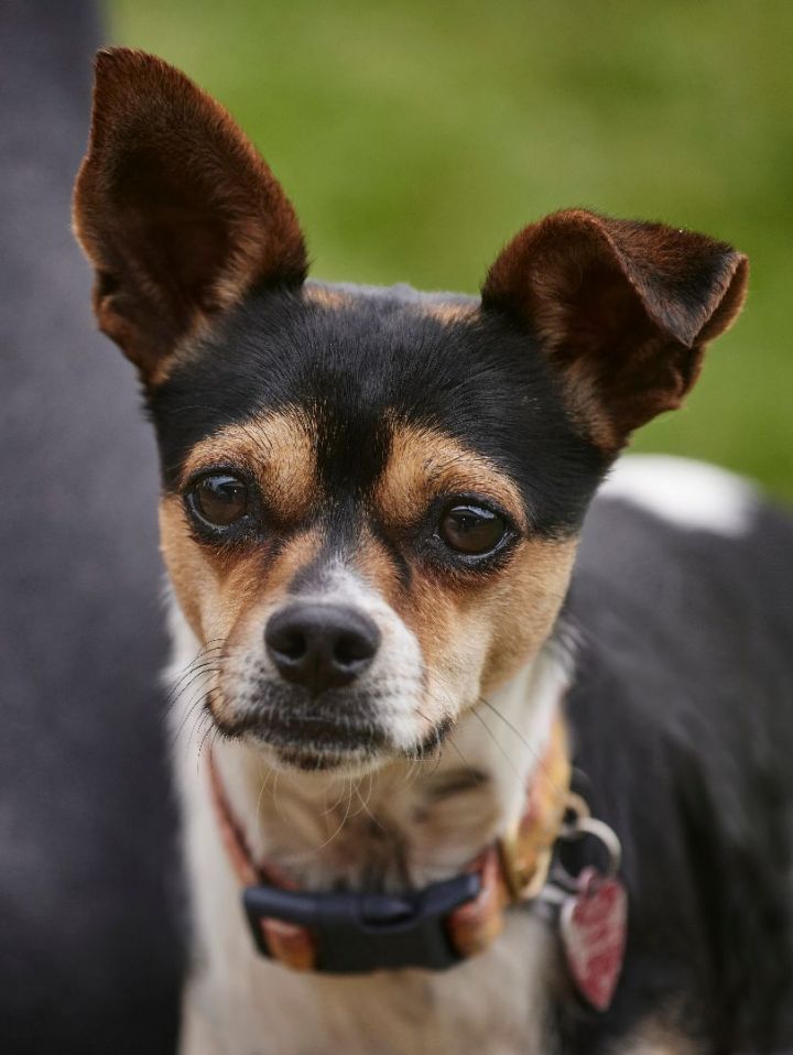 Dog for adoption - Chiquito - R, a Rat Terrier Mix in Richmond, TX ...