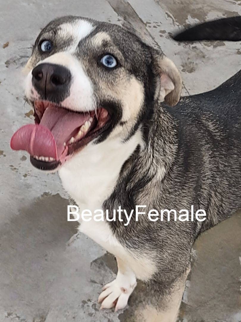 Beauty, an adoptable Husky in Yates Center, KS, 66783 | Photo Image 2