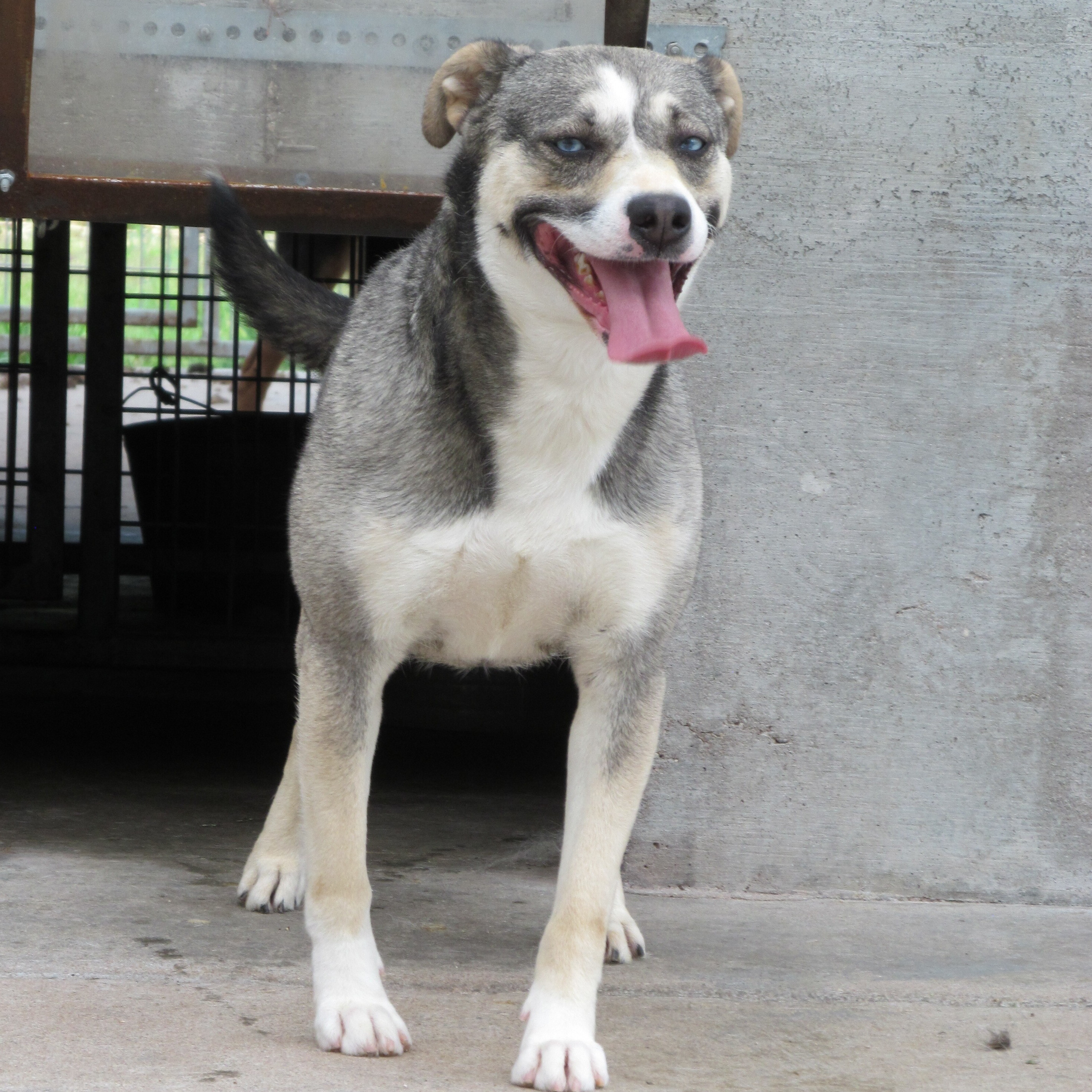 Beauty, an adoptable Husky in Yates Center, KS, 66783 | Photo Image 1