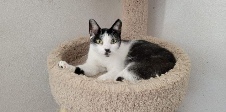 Madonna, an adoptable American Bobtail & Tuxedo Mix in Mission Viejo, CA_image-2