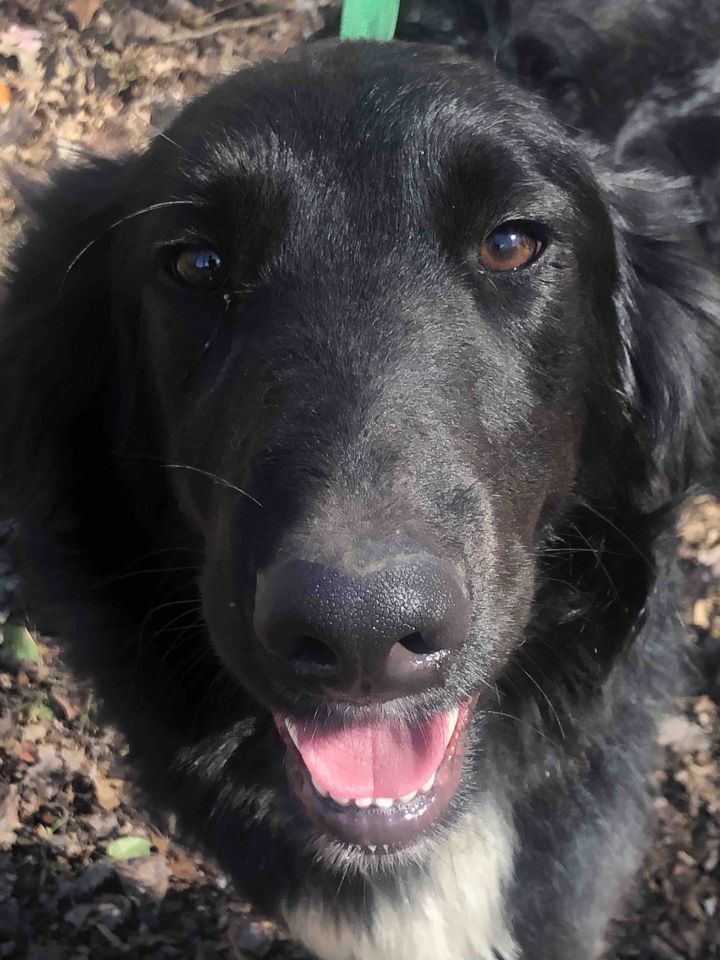 son border collie retrievers