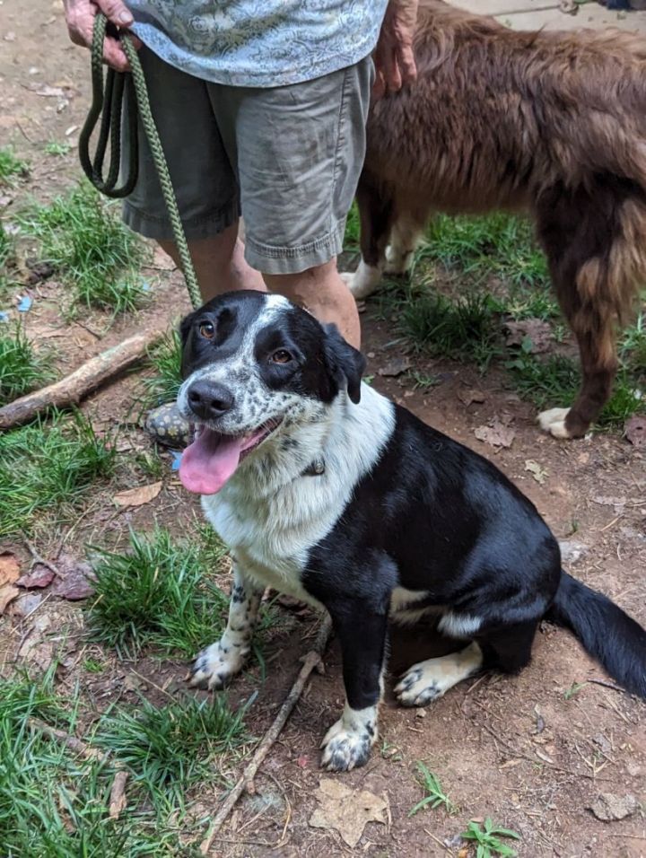 border collie blue tick hound mix