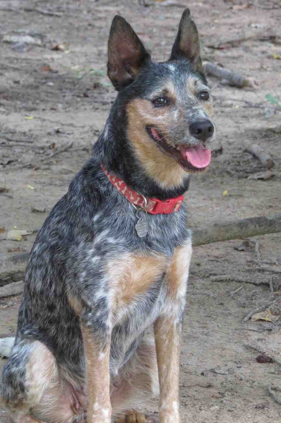 australian cattle dog wags its tail