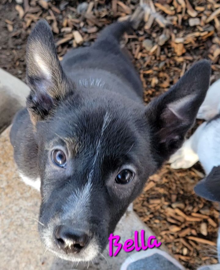 Bella, an adoptable Australian Cattle Dog / Blue Heeler & German Shepherd Dog Mix in Madras, OR_image-1