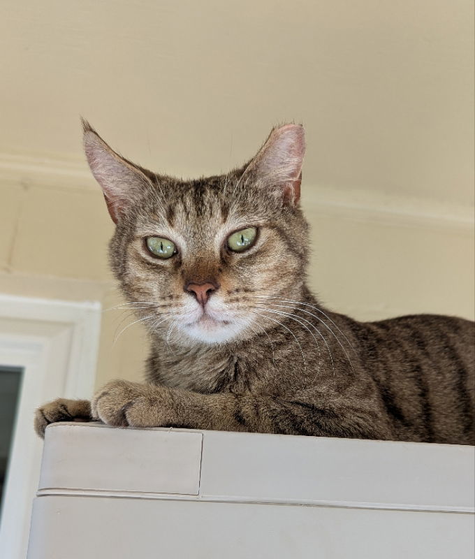 Arrowhead, an adoptable Domestic Short Hair, Bengal in Ocala, FL, 34482 | Photo Image 1