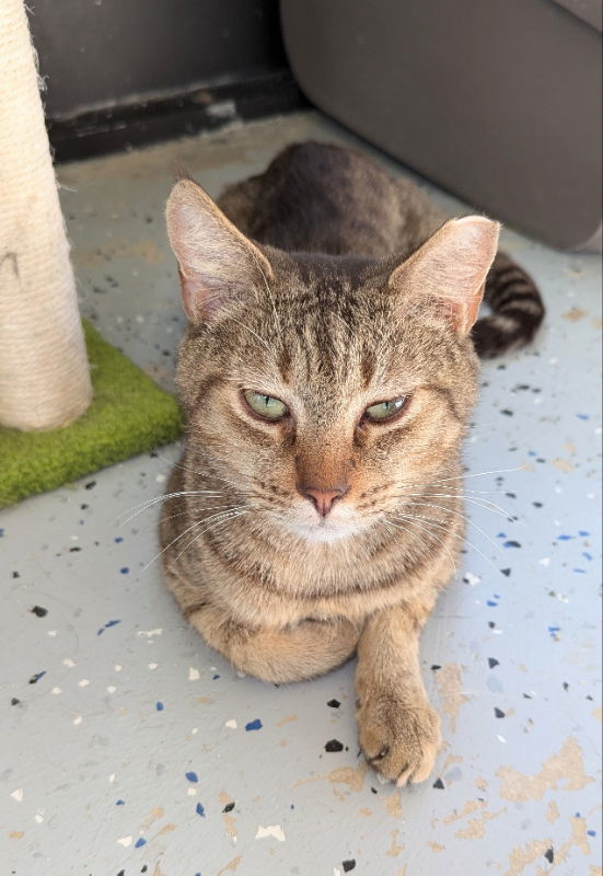 Arrowhead, an adoptable Domestic Short Hair, Bengal in Ocala, FL, 34482 | Photo Image 2