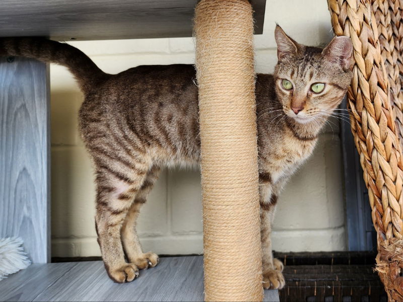 Arrowhead, an adoptable Domestic Short Hair, Bengal in Ocala, FL, 34482 | Photo Image 2