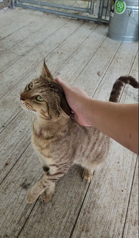 Arrowhead, an adoptable Domestic Short Hair, Bengal in Ocala, FL, 34482 | Photo Image 3