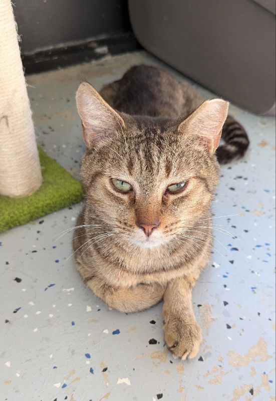 Arrowhead, an adoptable Domestic Short Hair, Bengal in Ocala, FL, 34482 | Photo Image 3