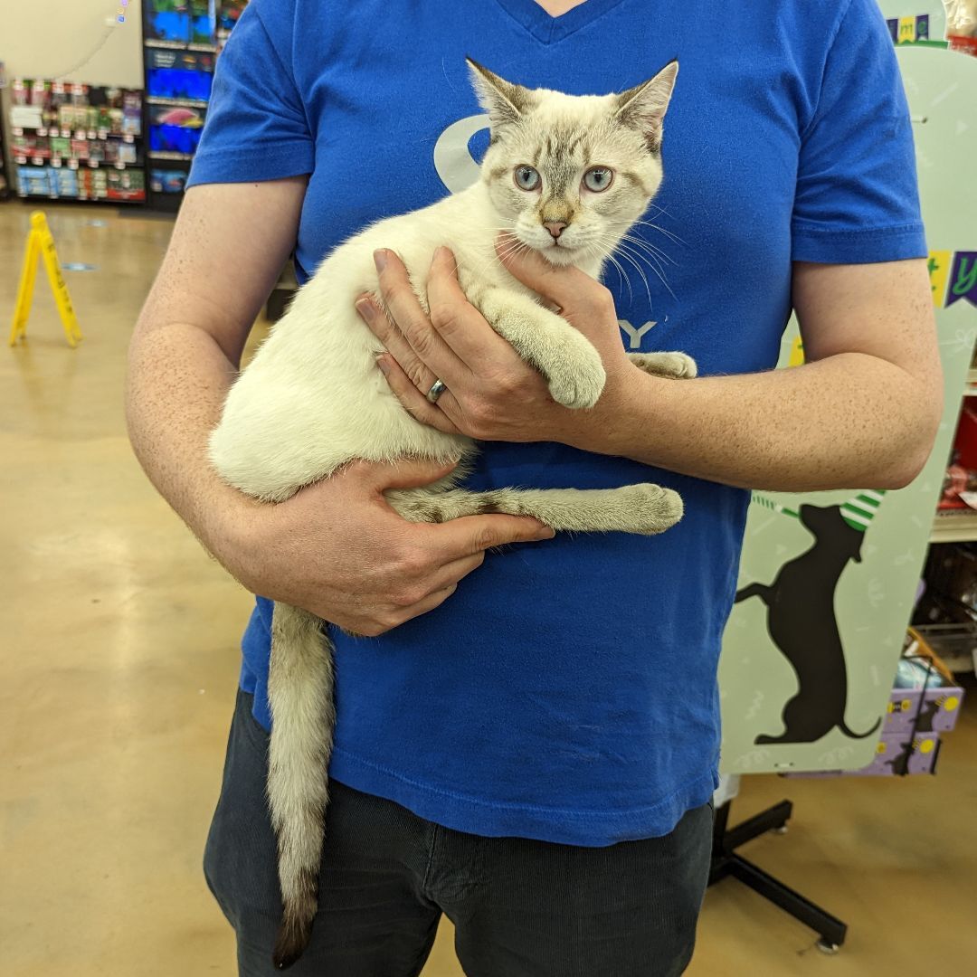 Lexie, an adoptable Domestic Short Hair, Siamese in Grayslake, IL, 60030 | Photo Image 3