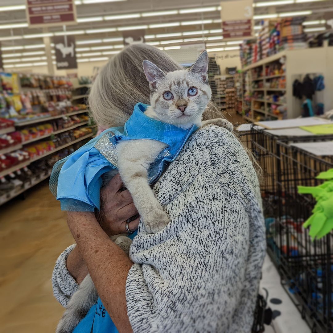 Lexie, an adoptable Domestic Short Hair, Siamese in Grayslake, IL, 60030 | Photo Image 4