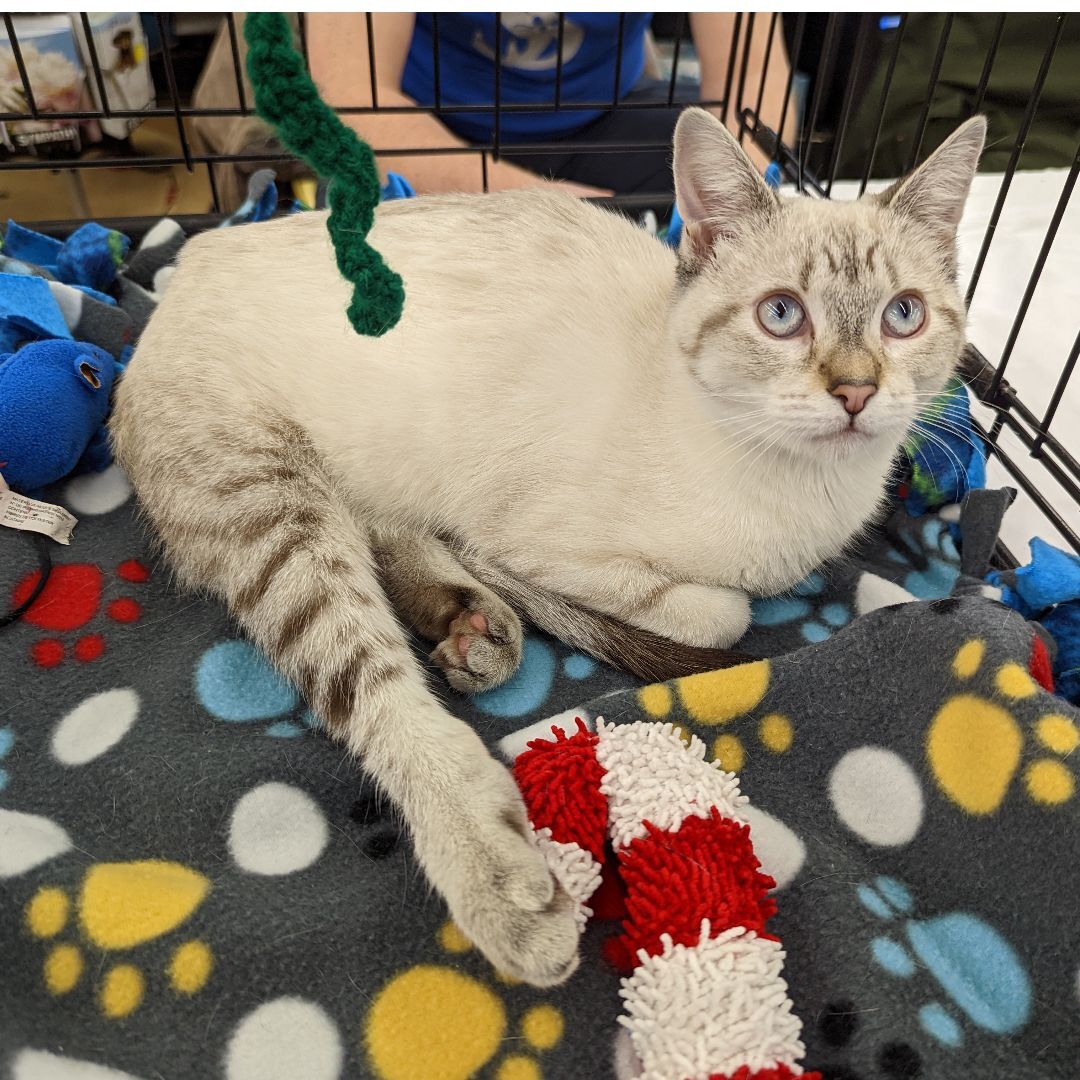 Lexie, an adoptable Domestic Short Hair, Siamese in Grayslake, IL, 60030 | Photo Image 5