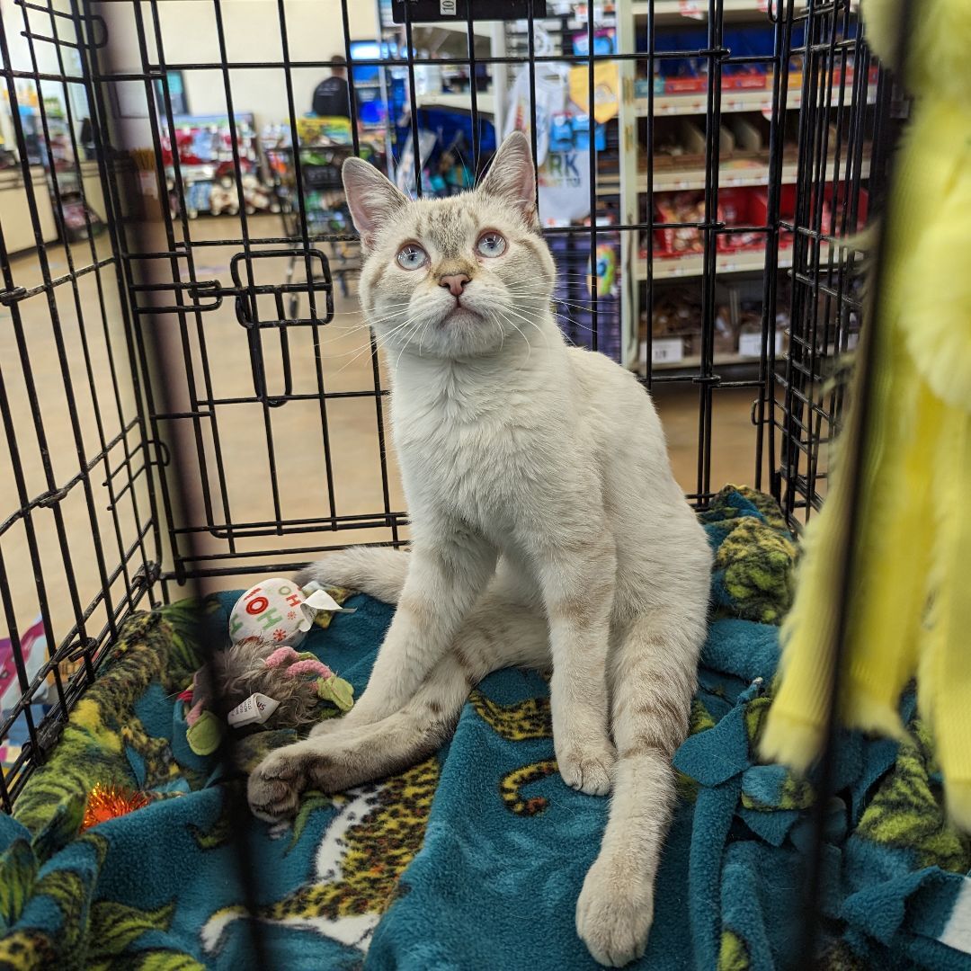 Lexie, an adoptable Domestic Short Hair, Siamese in Grayslake, IL, 60030 | Photo Image 1