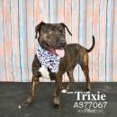 TRICKAWITTS's profile on Petfinder.com