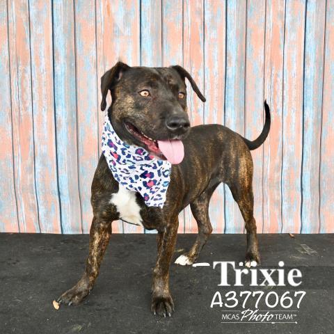 TRIXIE 1