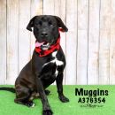 MUGGINS's profile on Petfinder.com