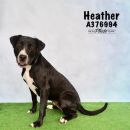 HEATHER's profile on Petfinder.com