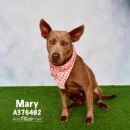 MARY's profile on Petfinder.com