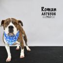 ROMAN's profile on Petfinder.com