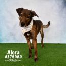 ALORA's profile on Petfinder.com