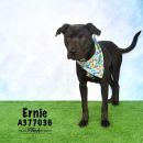 ERNIE's profile on Petfinder.com
