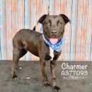 CHARMER's profile on Petfinder.com