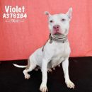VIOLET's profile on Petfinder.com