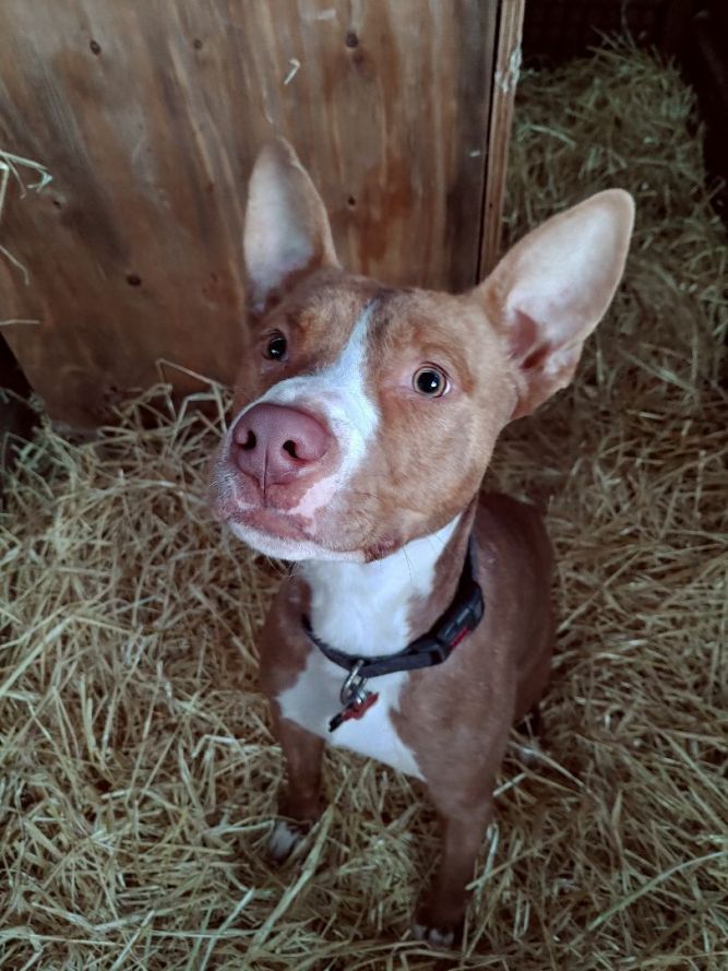 Basenji mixed with store pitbull