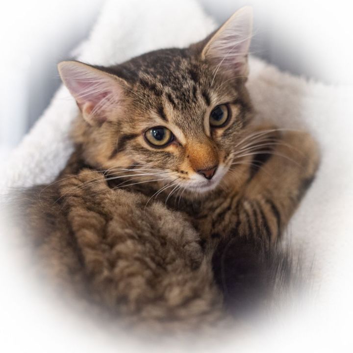 Olaya, an adopted Maine Coon Mix in Ponte Vedra, FL_image-1
