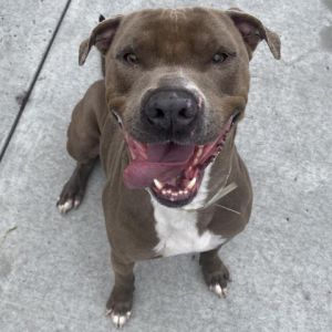 This handsome boy is Braxton Hes a sweet pittie who loves treats back scratches and exploring on