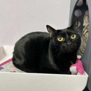 Arnie, Adult Male Domestic Short Hair