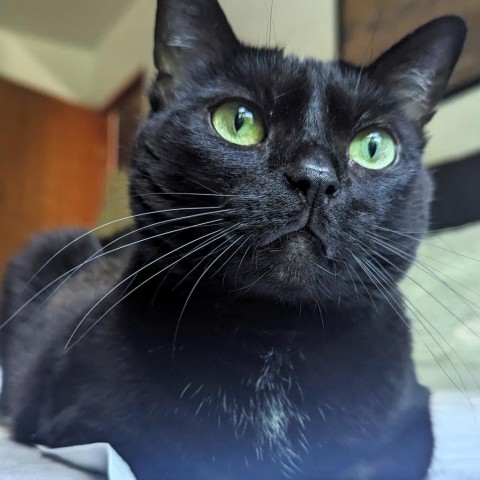 Jet, an adoptable Domestic Short Hair in Michigan City, IN, 46361 | Photo Image 1