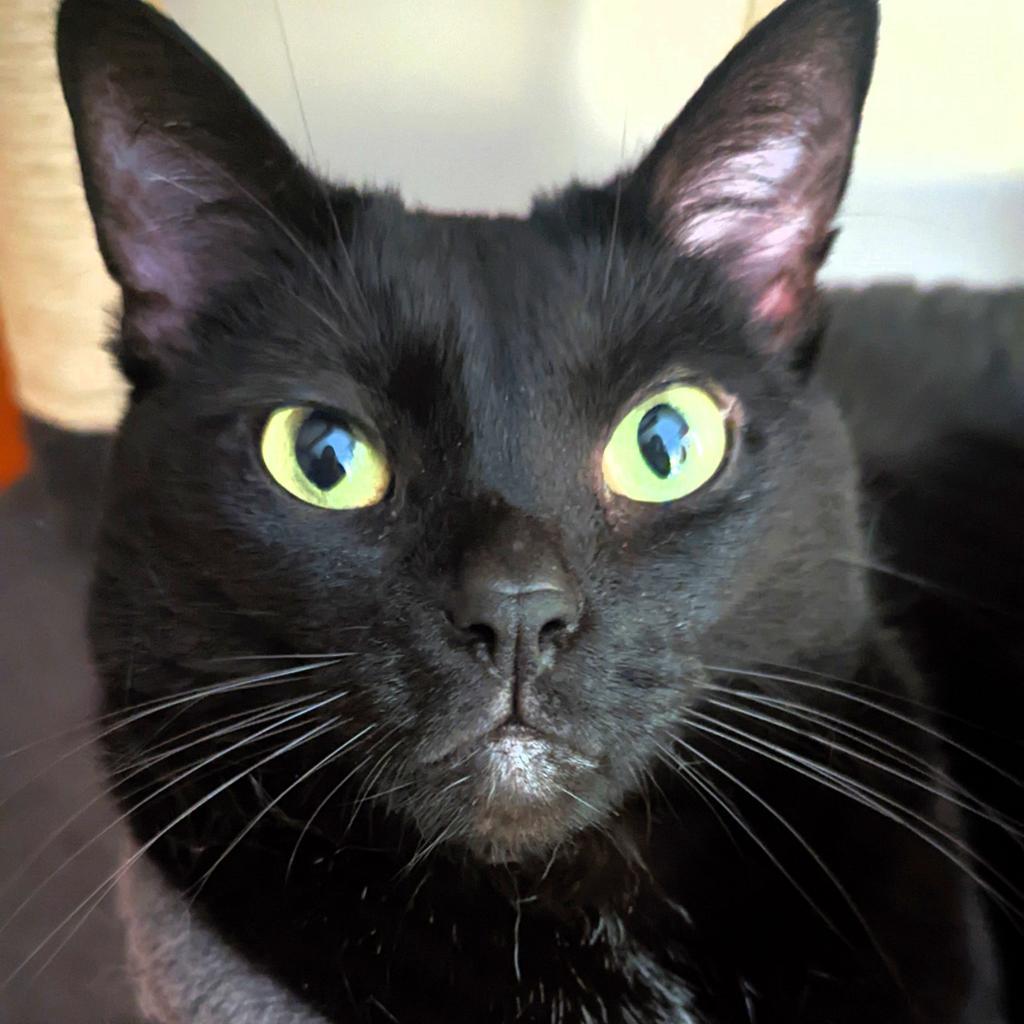 Jet, an adoptable Domestic Short Hair in Michigan City, IN, 46361 | Photo Image 2