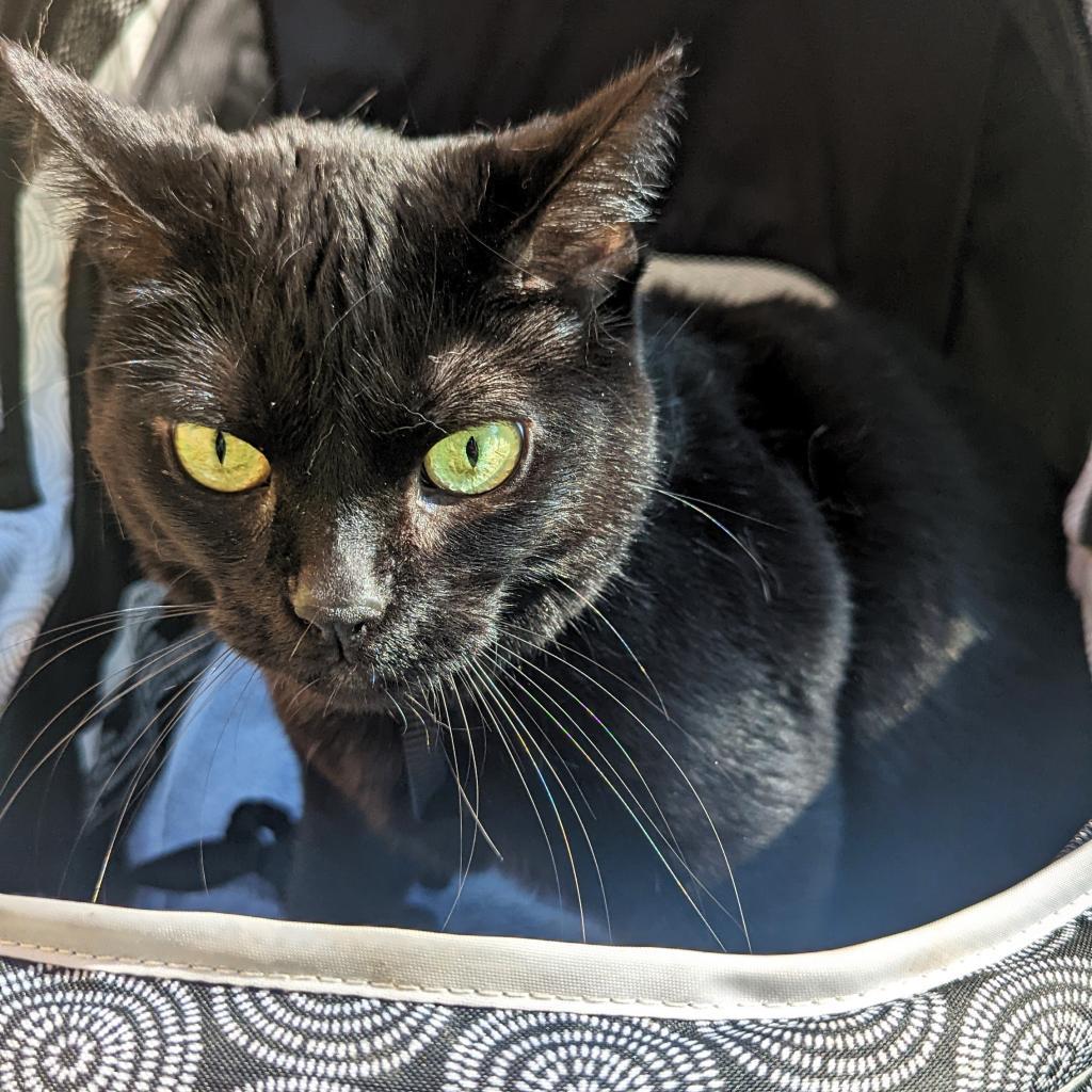 Jet, an adoptable Domestic Short Hair in Michigan City, IN, 46361 | Photo Image 3